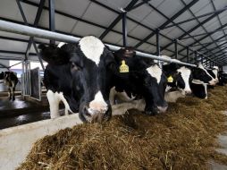 Apunta que la reforma financiera permite llevar a cabo iniciativas innovadoras para apoyar a sectores claves, como el agroalimentario. ARCHIVO /