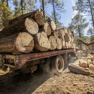 Crean clúster en busca de una industria forestal sustentable