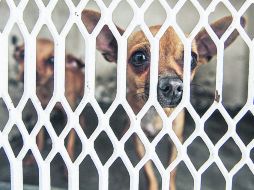 En algunos casos, los animales son sacrificados porque sus dueños 'ya no lo pueden tener'.  /