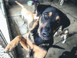 En el centro municipal colocan a las mascotas en jaulas según los días que tienen para ser reclamados, y si no sucede, son 'dormidos'.  /
