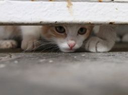 Un gato se asoma por debajo del cancel que lo mantiene en el Centro de Control Animal de Guadalajara.  /
