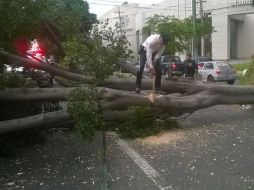 En Zapopan se derribó un árbol sobre Mariano Otero a la altura del WTC, lo que provocó conflictos viales en la zona.  /