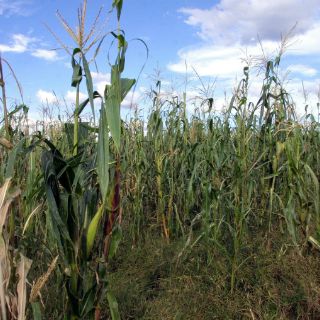 Asesinan a hombre en Atotonilco el Alto