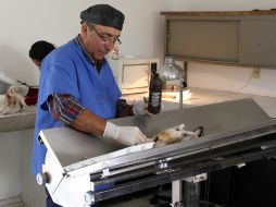 Las esterilizaciones las realizan personal capacitado de la Secretaría de Salud Jalisco.  /