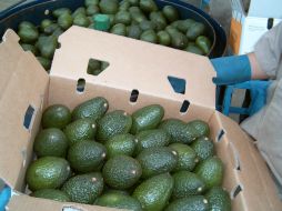 El aguacate ha llegado a niveles récord de consumo diario en Estados Unidos. ARCHIVO /