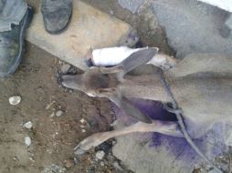 Bomberos explican que posiblemente el venado fue atacado por un animal. ESPECIAL /