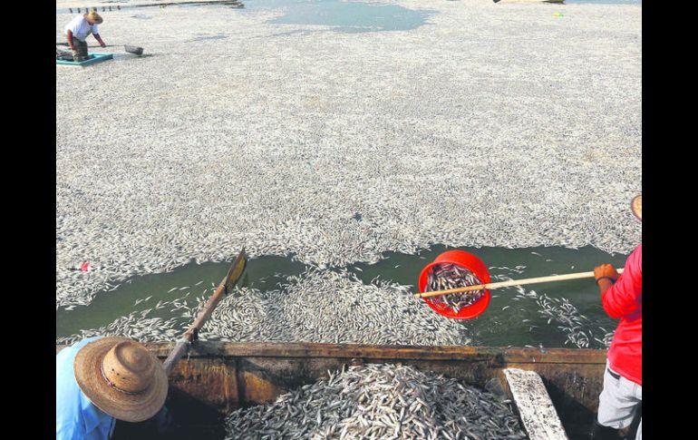 Alerta ambiental. Miles de peces muertos son retirados por pescadores en la Laguna de Cajititlán. EFE /