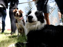Los otros parques caninos se encuentran en la Colonia Providencia y el Parque González Gallo. ARCHIVO /