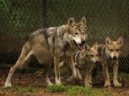 La especie se encuentra 'potencialmente extinta en su hábitat natural', es por eso que se recurrió a la dicha técnica. EFE /