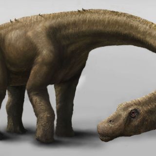 Descubren una nueva especie de dinosaurio gigante en Argentina