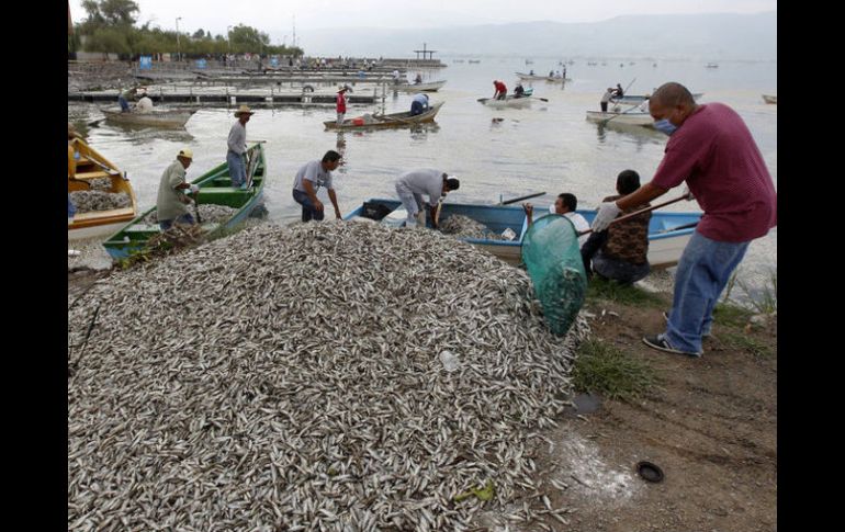 Más de 110 toneladas de animales muertos han sido recuperadas de la Laguna de Cajititlán. ARCHIVO /