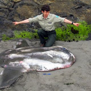 Pez luna llega a costa de Washington