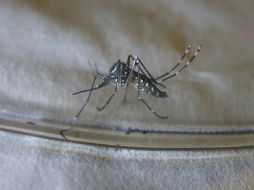 El Ministerio de Salud emprende una campaña contra los mosquitos para evitar la propagación de la enfermedad. EFE /