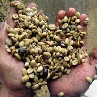 Secuencian el genoma del café