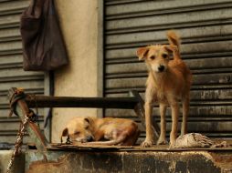 Las autoridades chinas frecuentemente ordenan este tipo de limpiezas caninas o prohíben tener perros. ARCHIVO /