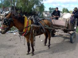 Los dos caballos participan en las tareas de limpieza públicas en las zonas donde se organizan mercados en la calle. ARCHIVO /