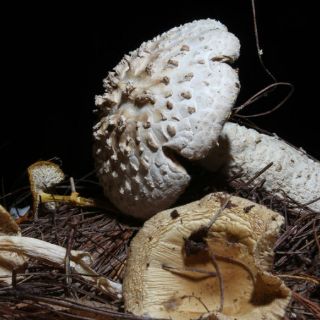 Comestibles, medicinales, venenosos o afrodisiacos: hongos mexicanos