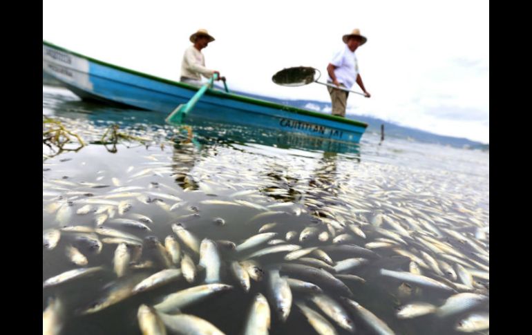 Señalan que se vigilará que los productos que se expenden actualmente en la zona no procedan de la Laguna. EFE /