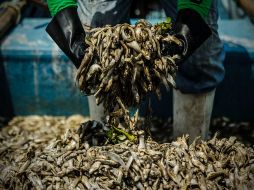Se retiraron 196.9 toneladas de peces muertos, que se suman a las poco más de 70 toneladas que retiraron los pescadores. EL INFORMADOR ARCHIVO /