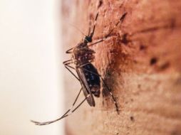 Un hombre de más de 60 años de la ciudad de Chiba, al este de Tokio, ha sido contagiado. EL INFORMADOR ARCHIVO  /