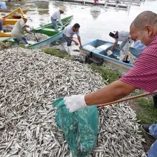 Instalarán aireadores en Cajititlán a partir de este miércoles