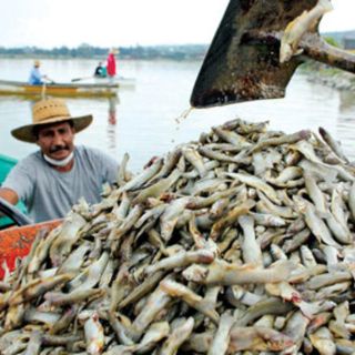 Cajititlán está contaminado: estudio