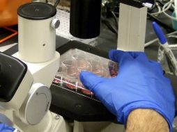 Los análisis, concluidos anoche, demuestran que la paciente no sufre del ébola. EFE T. JEfferson  /