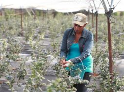 Jalisco y Michoacán son los líderes en cultivo de ''berries''. El 90% de esta producción se vende a EU y Canadá. EL INFORMADOR ARCHIVO /