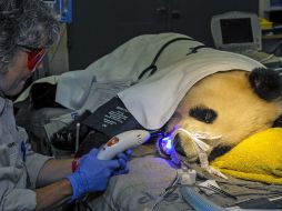 La panda de 23 años fue al dentista el miércoles, donde le dieron anestesia y repararon el diente partido. AP San Diego Zoo  /