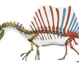 El Spinosaurus aegyptiacus, el mayor depredador del Cretácico, sabía nadar