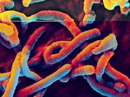 En el microbioma del cuerpo humano hay alrededor de ocho millones de genes que corresponden a esos microorganismos. EFE ARCHIVO.  /