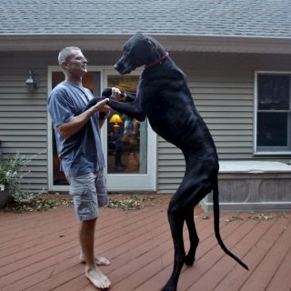 Muere el perro más alto del mundo