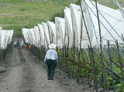 Jalisco y Michoacán son los líderes en el cultivo de berries en México. EL INFORMADOR ARCHIVO  /