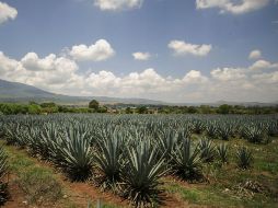Las 18 empresas que producen tequila orgánico elaboran 31 mil litros de la bebida al año. EL INFORMADOR  ARCHIVO  /