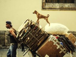 Se estima que existen al menos 13 millones más, principalmente de perros en situación de calle o abandono. EL INFORMADOR ARCHIVO /