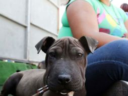 Las mascotas son consideradas un miembro más de las familias, y como tal requieren de cuidado y atención. NTX ARCHIVO /