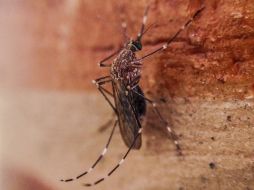 La enfermedad es transmitida por el mosquito Aedes aegypti, también vector del dengue. EL INFORMADOR ARCHIVO /