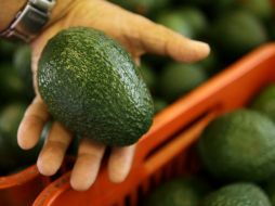 El aguacate, se cree que se originó en el estado de Puebla, ayuda al antienvejecimiento y fortalece los huesos. EL INFORMADOR ARCHIVO.  /