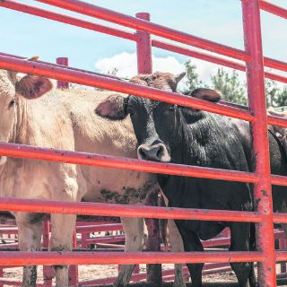 Invierten 150 MDP en repoblamiento de bovinos