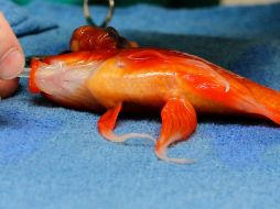 Después de la operación, George fue puesto en 'recuperación' en una pecera. FACEBOOK Lort Smith  /