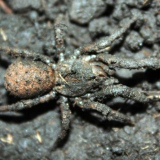 Descubren nueva especie de araña que camufla con el suelo