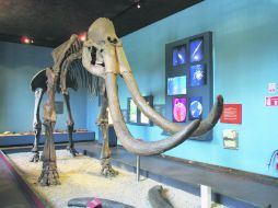 El mamut de Catarina sigue sorprendiendo. EL INFORMADOR ARCHIVO /