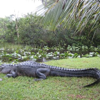 Capturan un cocodrilo de 3.5 metros y 350 kilos en una playa