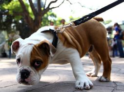 Pasear una mascota sin correa y no levantar sus heces fecales o causarle daño, motivos de sanción. EL INFORMADOR / ARCHIVO