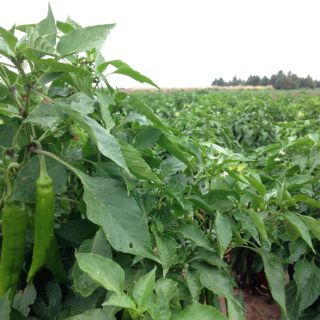 Es China el principal proveedor de chile en México