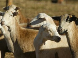 Este tipo de casos suceden muy de vez en cuando, y habitualmente sólo viven pocas horas tras el nacimiento, dice experto. EL INFORMADOR / ARCHIVO