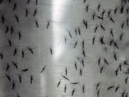 Actualmente no existe cura ni vacuna contra el virus transmitido por el mismo mosquito que contagia el dengue. AP / A. Franco