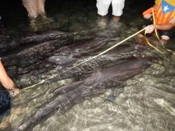 Las autoridades encontraron a los 11 delfines sin laceraciones y uno muerto; los animales fueron llevados a aguas profundas. TWITTER / @Profepa.