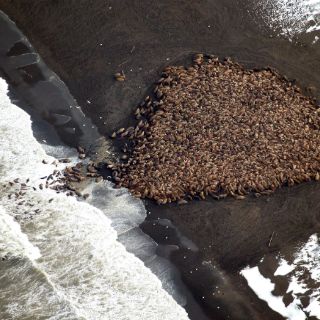 Unas 35 mil morsas quedan varadas en playas de Alaska