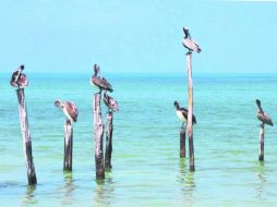 Paraíso. Esta paz inigualable todavía se respira  entre la belleza de la Isla de Holbox. EL INFORMADOR / P. Fernández